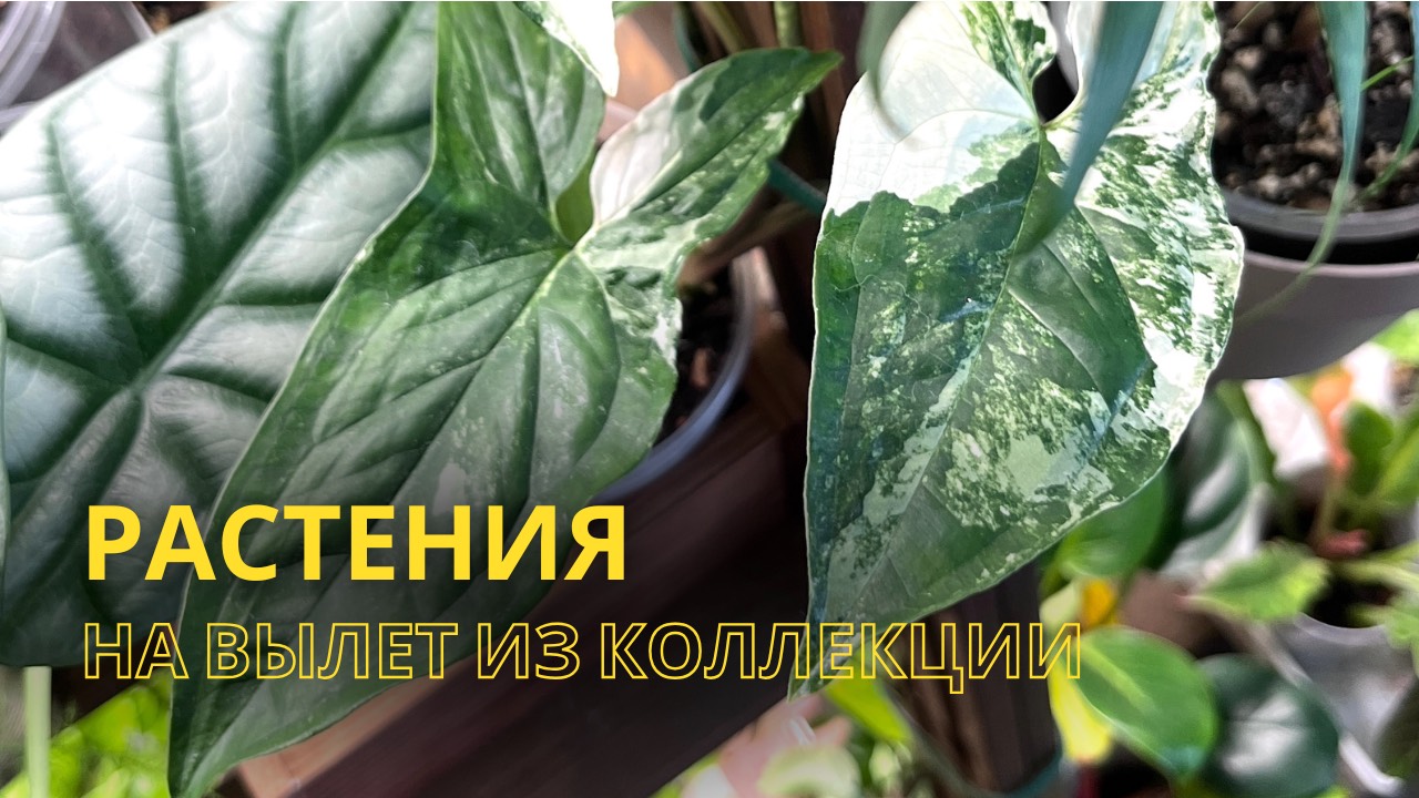 Растения на вылет из коллекции🌿💔
