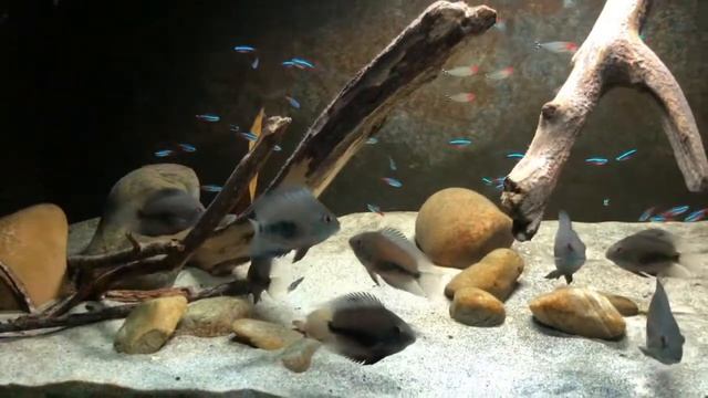 Uaru cichlids