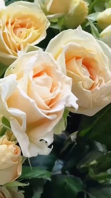 Florista_Lab