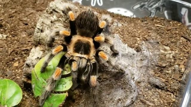 Brachypelma Collection Tour