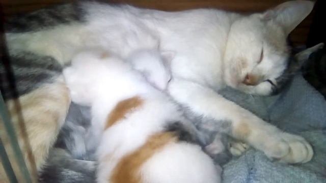 Cat feeds cool kittens.