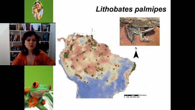 ONDE ENCONTRAR A ESPÉCIE LITHOBATES PALMIPES NO BRASIL