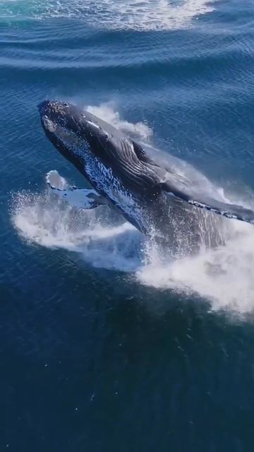 Gaint Blue whale beauty,