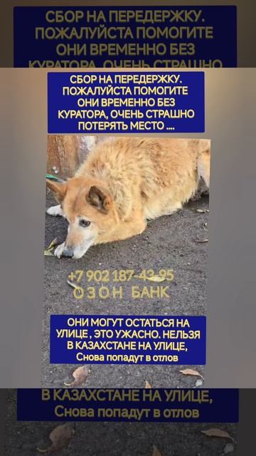 помогите не потерять дом 🏡 спасены из отлова
