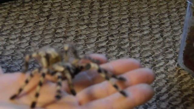 Poecilotheria formosa