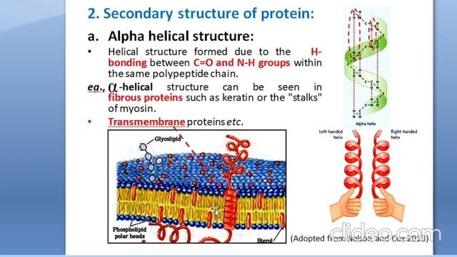 Biomolecules/ Lecture-2/ Proteins