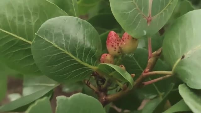 Фисташка Кале-Гучи семена Россия | Small Gardens