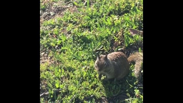 Cute California Ground Squirrel