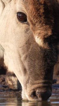 Massive Eland Takes a Drink at #Mashatu