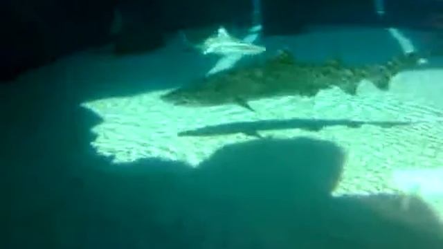 Breakfast with the SHARKS The Aquarium Of The Pacific