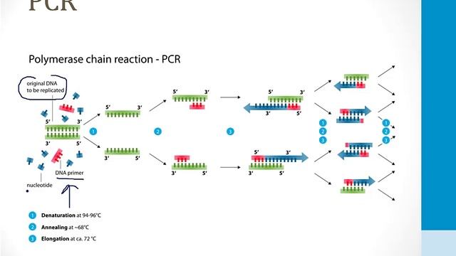 Cell Biology - 2. Laboratory Techniques - 1.PCR atf