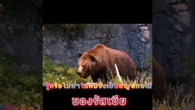 สาระดีมีความรู้...รู้หรือไม่...ทำไมหมีจึงเป็นสัญลักษณ์ของรัสเซีย