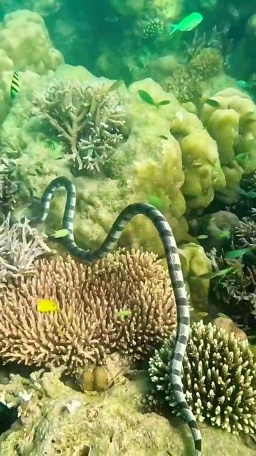 Snorkeling in Andaman - Havelock island - Banded Sea Krait #marinelife #andamannicobar #seasnake