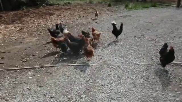 Integration of the Black Copper Marans