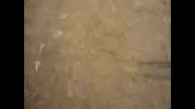 ОП