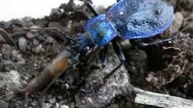 Carabus vs kořist