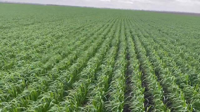 22.04.2023 р. Огляд пшениці з міжряддям 30см.🤔 норма висіву 2.2 млн.