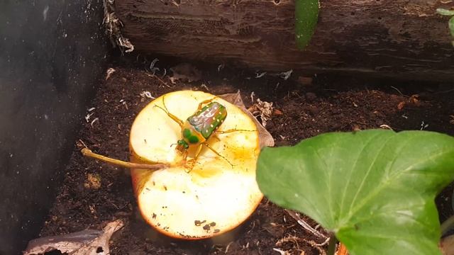 Giant African Fruit Beetle
