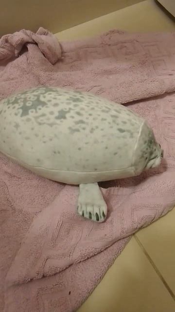засунул морского котика в стиральную машину😂😂😂