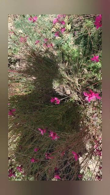 Planta gaura (Gaura lindheimeri ) estrellita 💫 #plants #plantas #flowers #flores