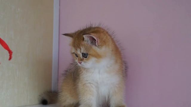 Питомник "ELIT GARMONIK".  Продажа.