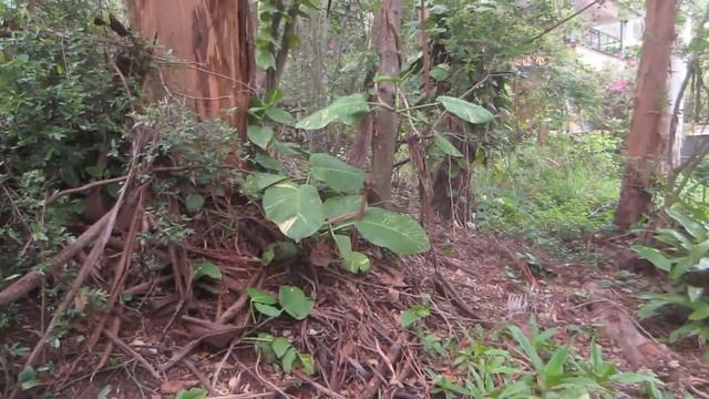 Termite nest in a Gum Trees, Brisbane, Australia