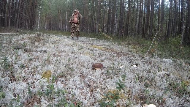 Грибной металлокоп 2024