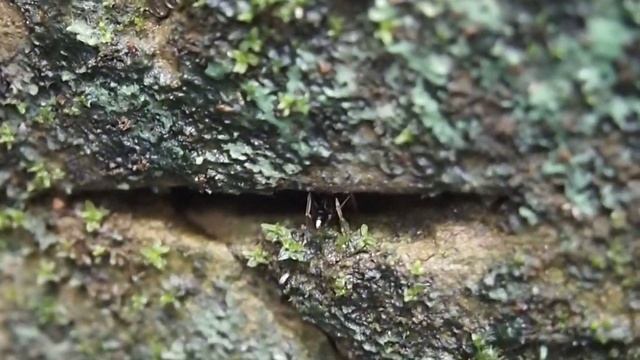 Trap-jaw ants, Laguna, Philippines