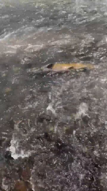 King Salmon Rio Petrohue