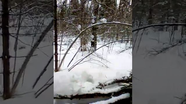 охота на куницу.Окончание сезона!