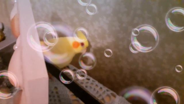 Кутюк нашел себе местечко🐥
