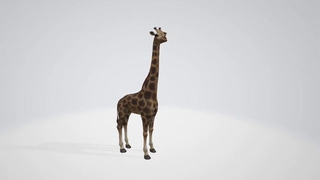 animal giraffe idle