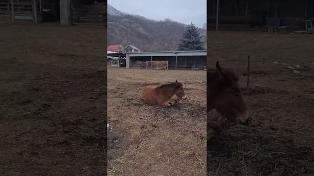 Второй мул из Карачаево-Черкессии.