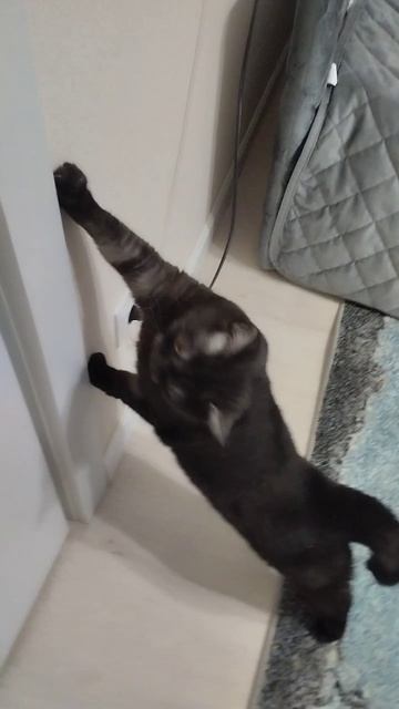 Обзор на мою кошку😼😺😸