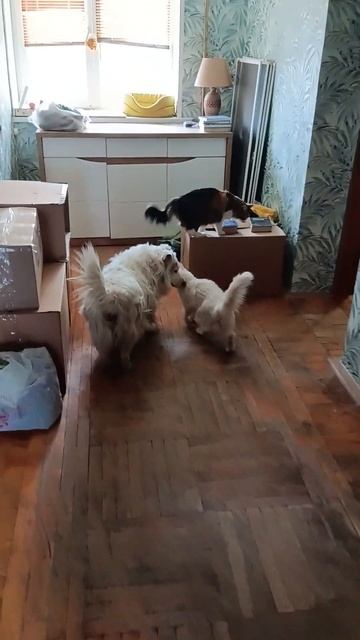 ..А ГДЕ ЖЕ ДАРТАНЬЯН ???????