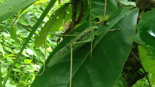 Large katydid spotted at sungei buloh singapore