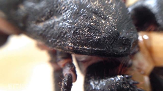 Giant Vinegaroon Eating Close Up