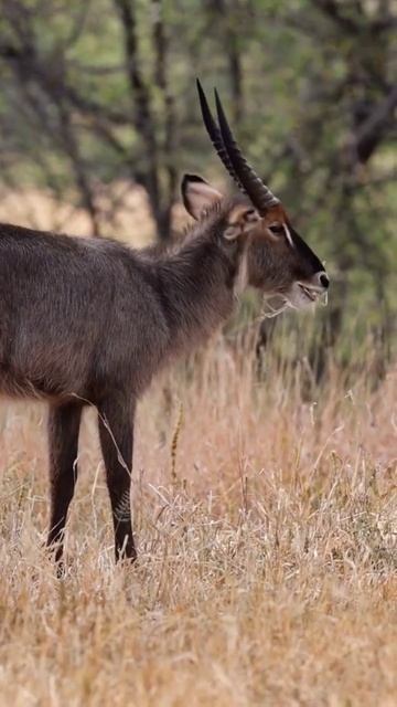 wildlife#shorts #nature #animals #viral #travel #shortsvideo #wildlife #photography