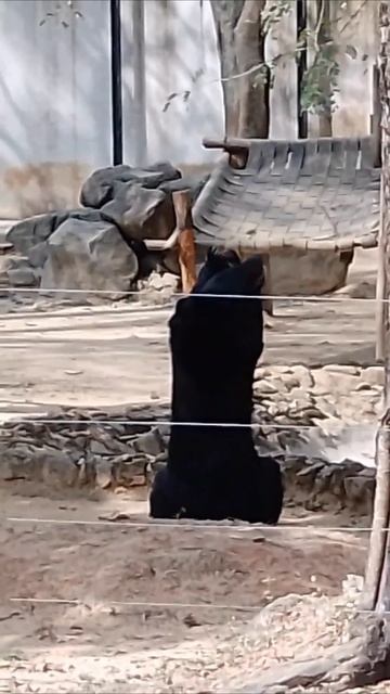 bear standing like humans and eating sugarcane #bear#bearvideo#shorts#ytshorts