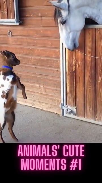 Animals' cute moments #Shorts
