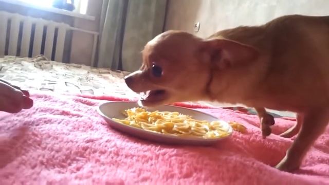 собака ест прикол