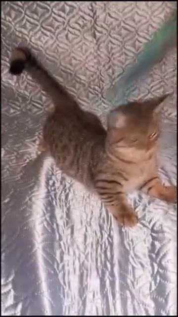 МАНЧКИН КОТЯТКИ ВЕСЕЛЫЕ РЕБЯТКИ
