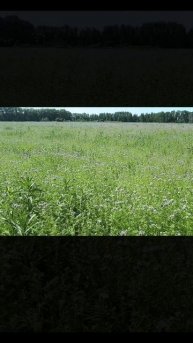 Когда сеять фацелию