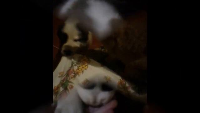 Собаки