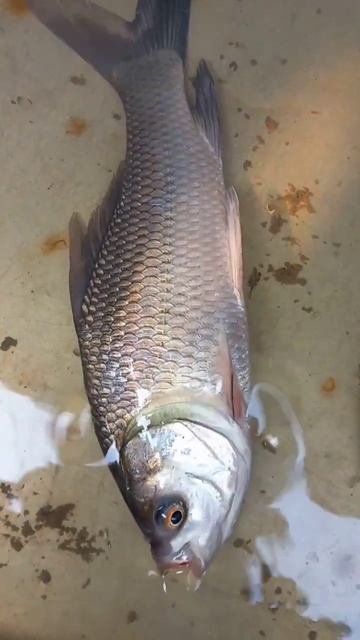 Big Katla Fish 🐟😋 #fish #viral #shorts