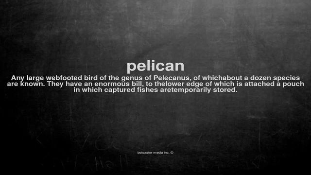 What does pelican mean