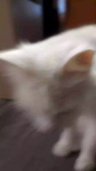 самоя грусная собака