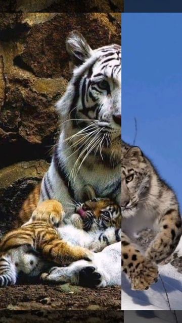 Большие кошки..