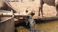 даже верблюды понимают что такое