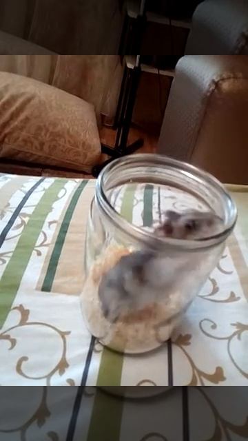 Крутой хомяк